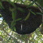 Sarang Madu Hutan